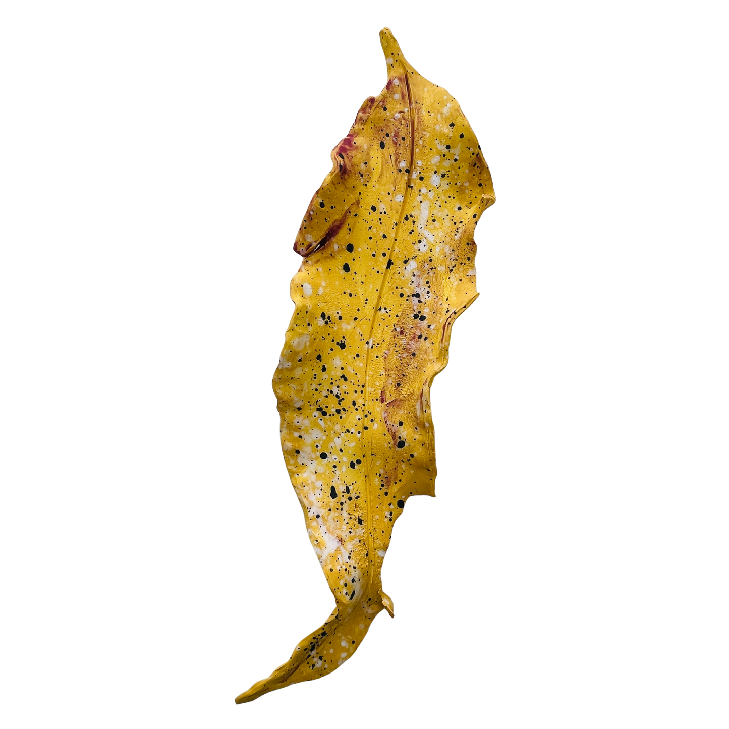 Fallen leaves - summer