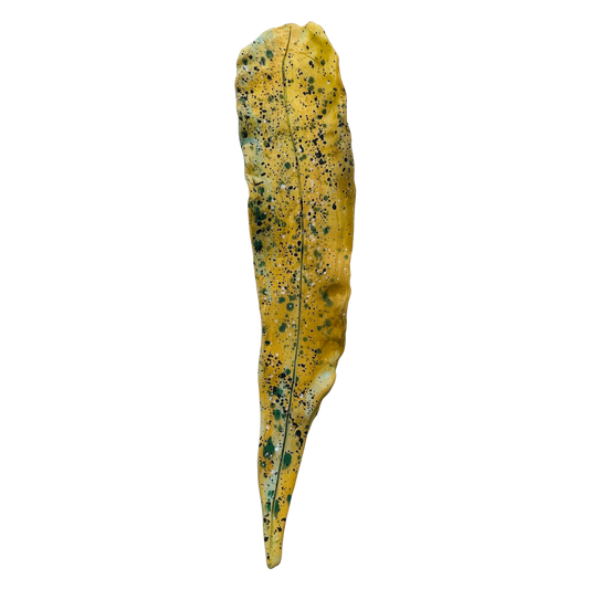 Fallen leaves - summer