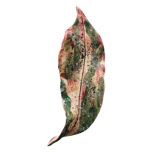 Fallen leaves - autumn