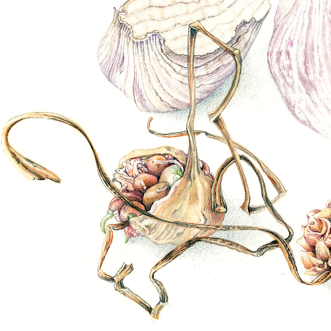 Allium sativum - Garlic
