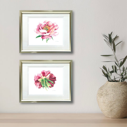 Paeonia 'Banquet' (tree peony rose)