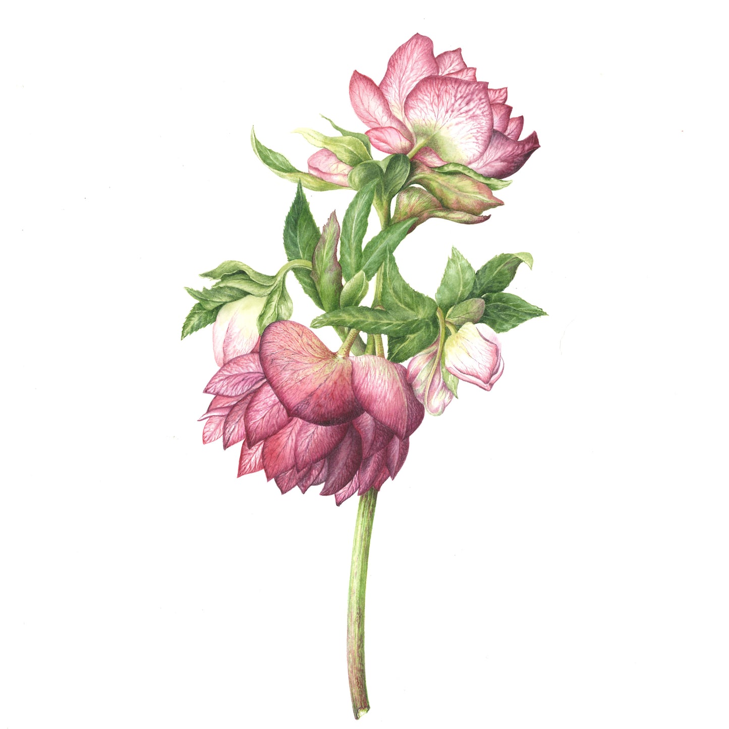 Helleborus x hybridus 'Double Painted'