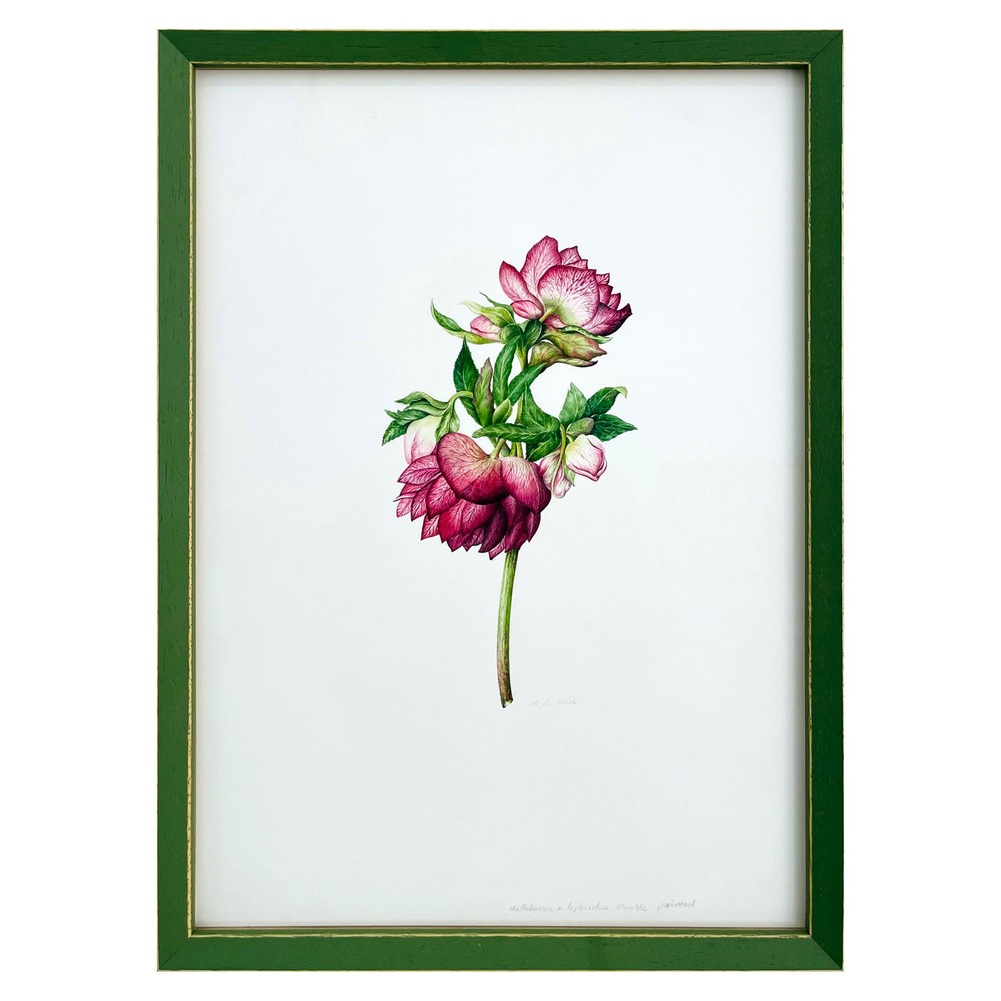 Helleborus x hybridus 'Double Painted'