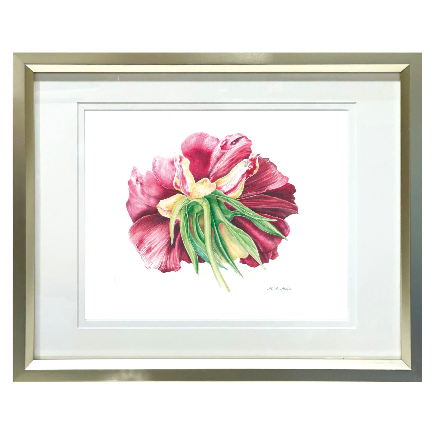 Paeonia 'Banquet' (tree peony rose)