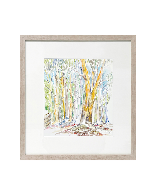 Golden Gums at Clandulla