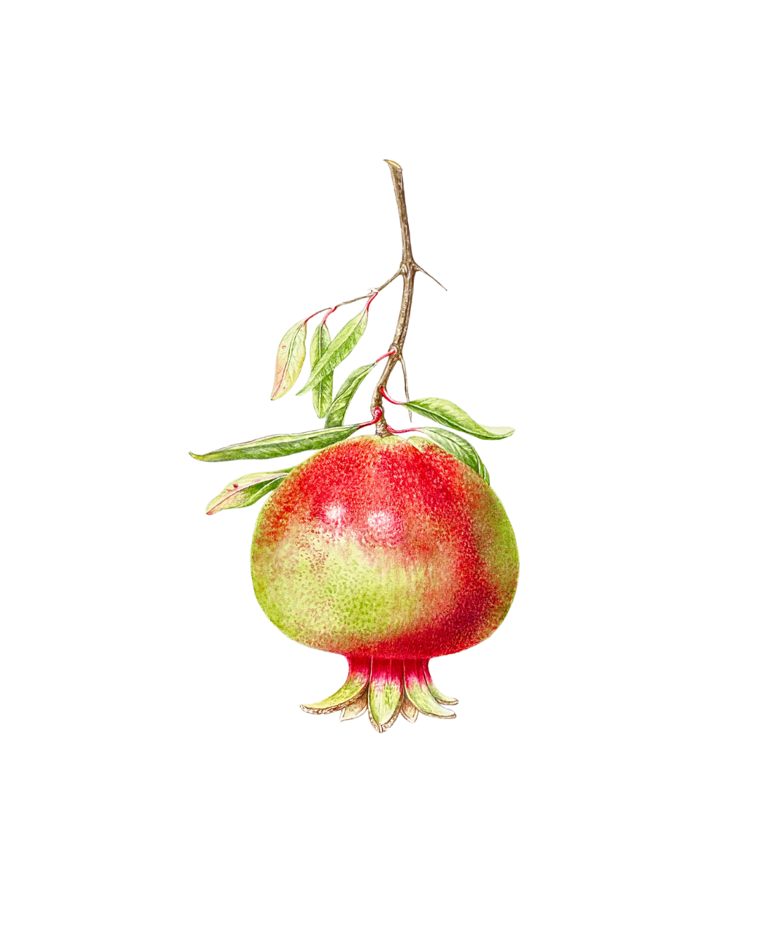 Pomegranate