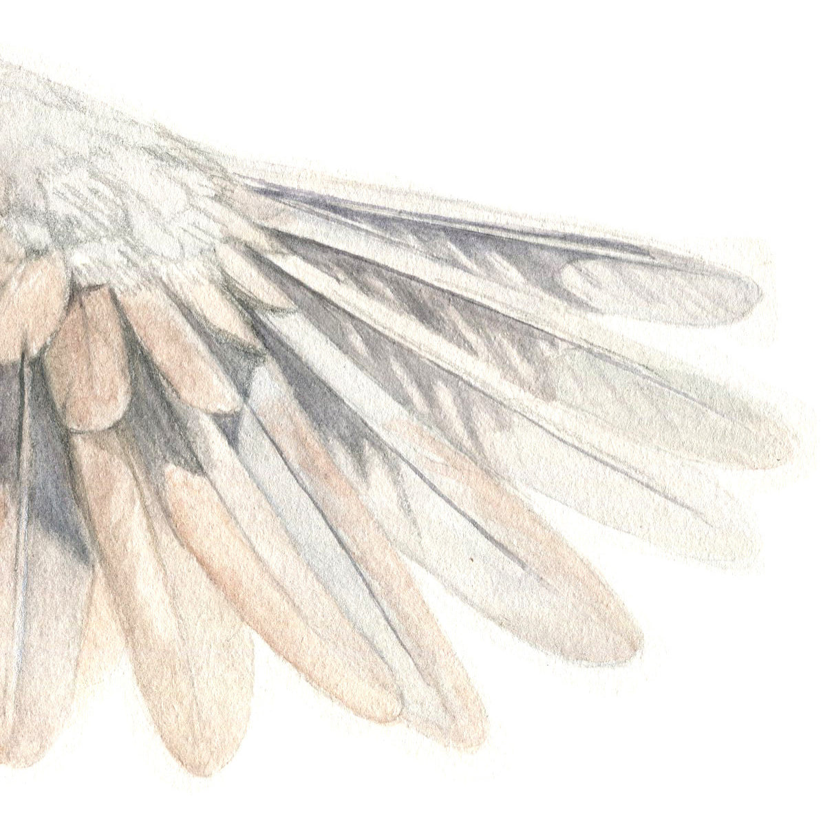 Wings