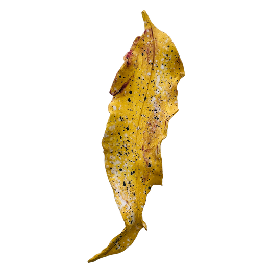 Fallen leaves - summer