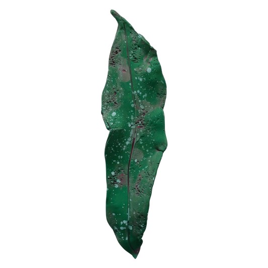 Fallen leaves - spring