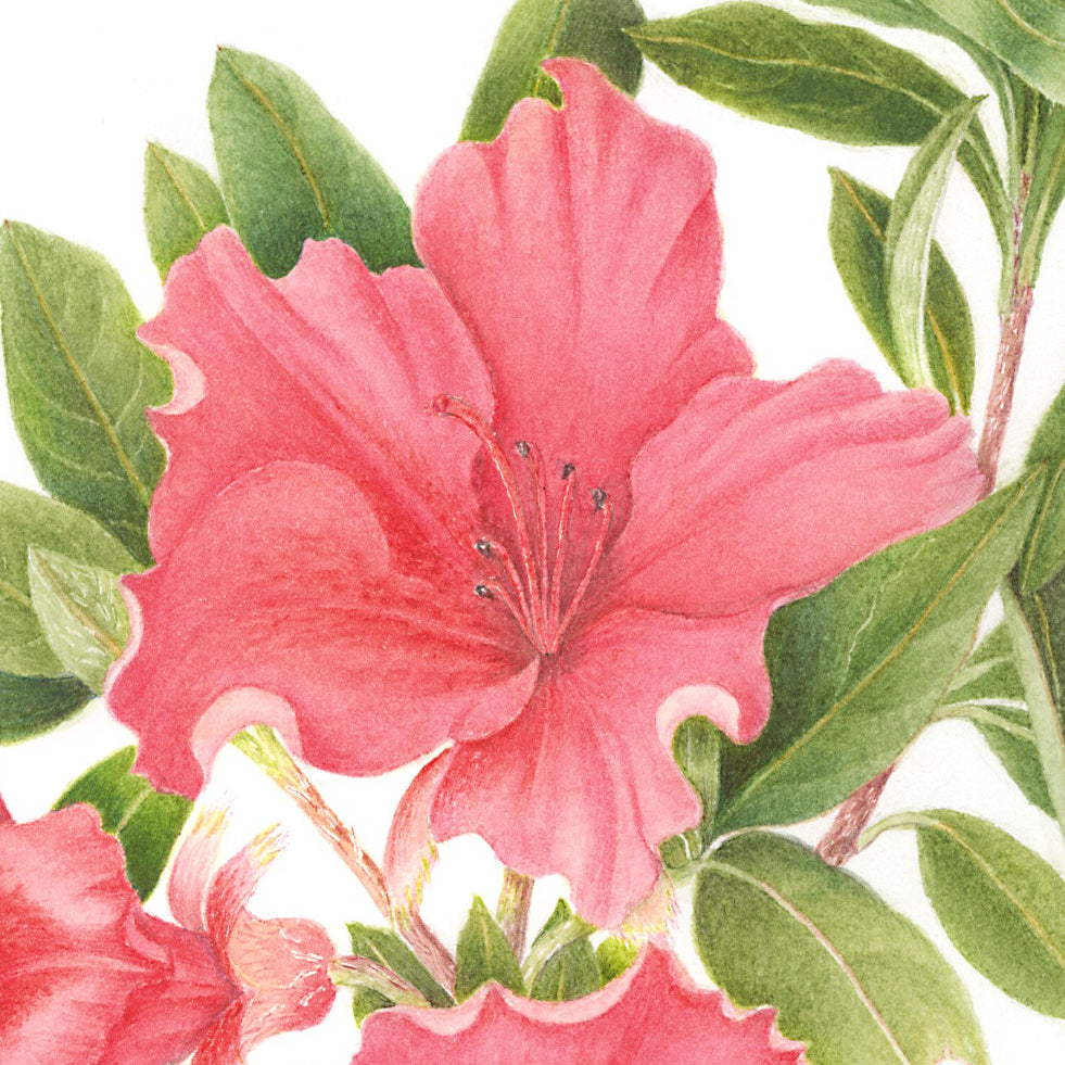 Red Wings (Azalea indica)