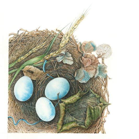 Birds Nest with blue eggs