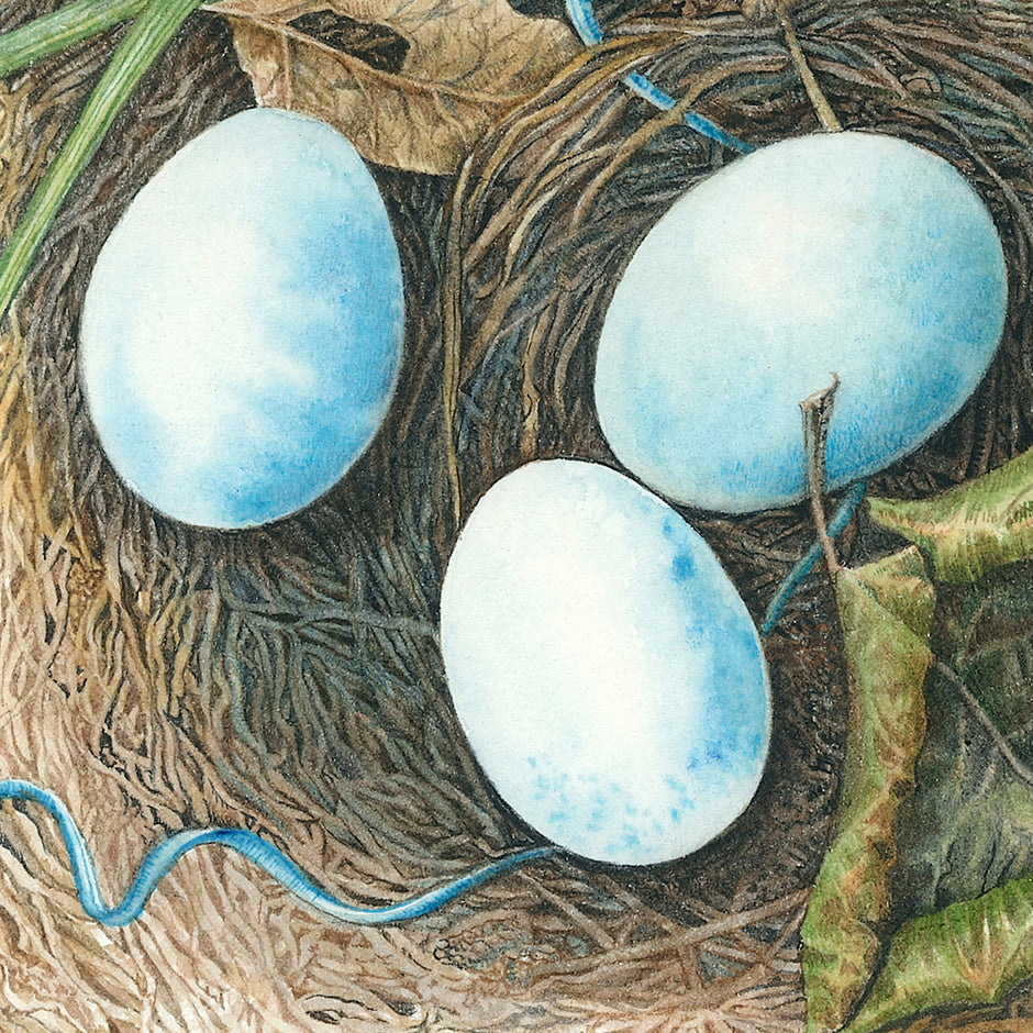 Birds Nest with blue eggs