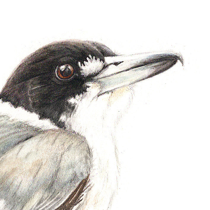 Butcher Bird