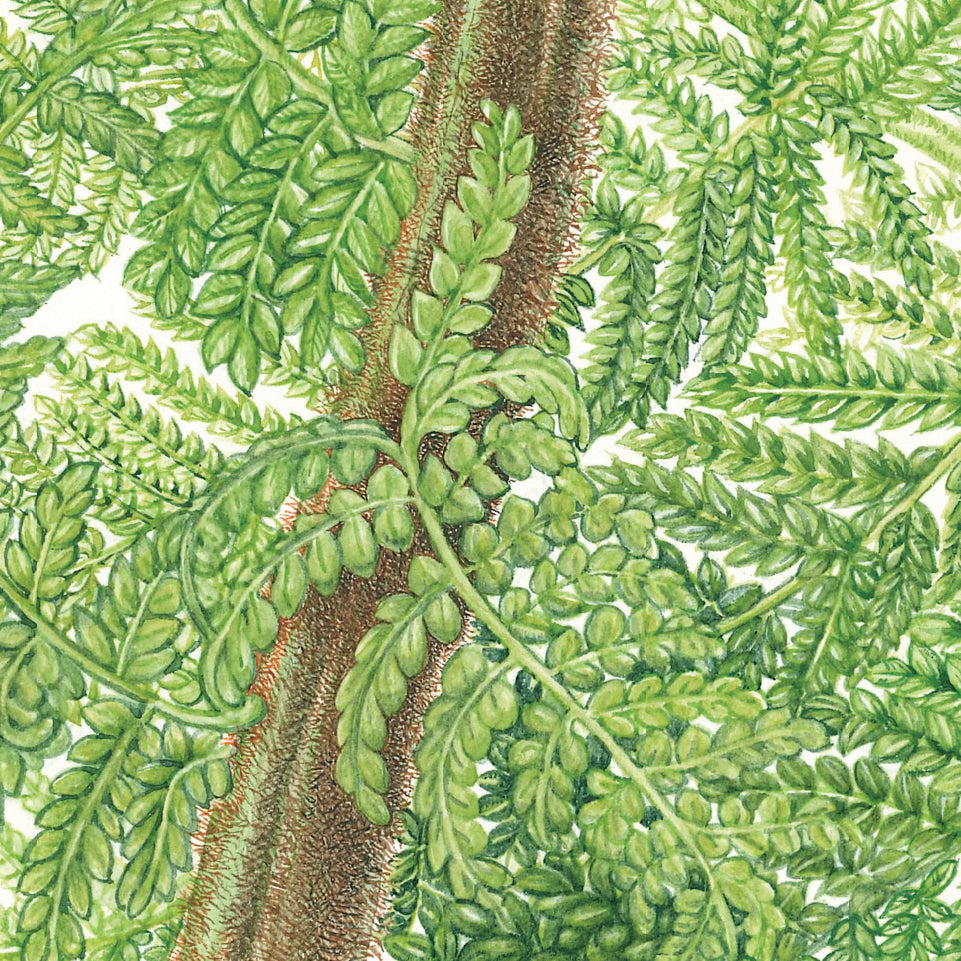 Dicksonia antarctica – Soft Tree Fern