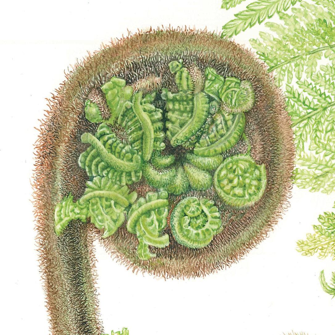 Dicksonia antarctica – Soft Tree Fern