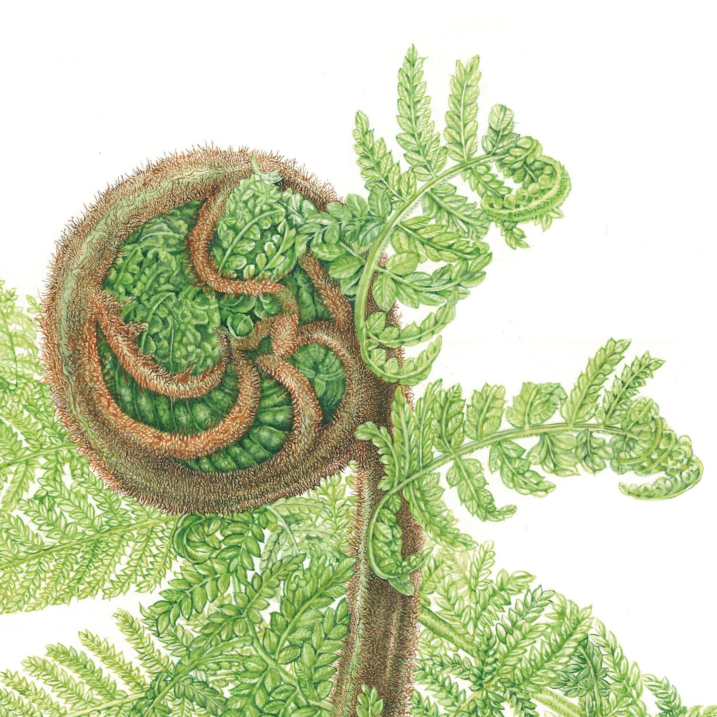 Dicksonia antarctica – Soft Tree Fern