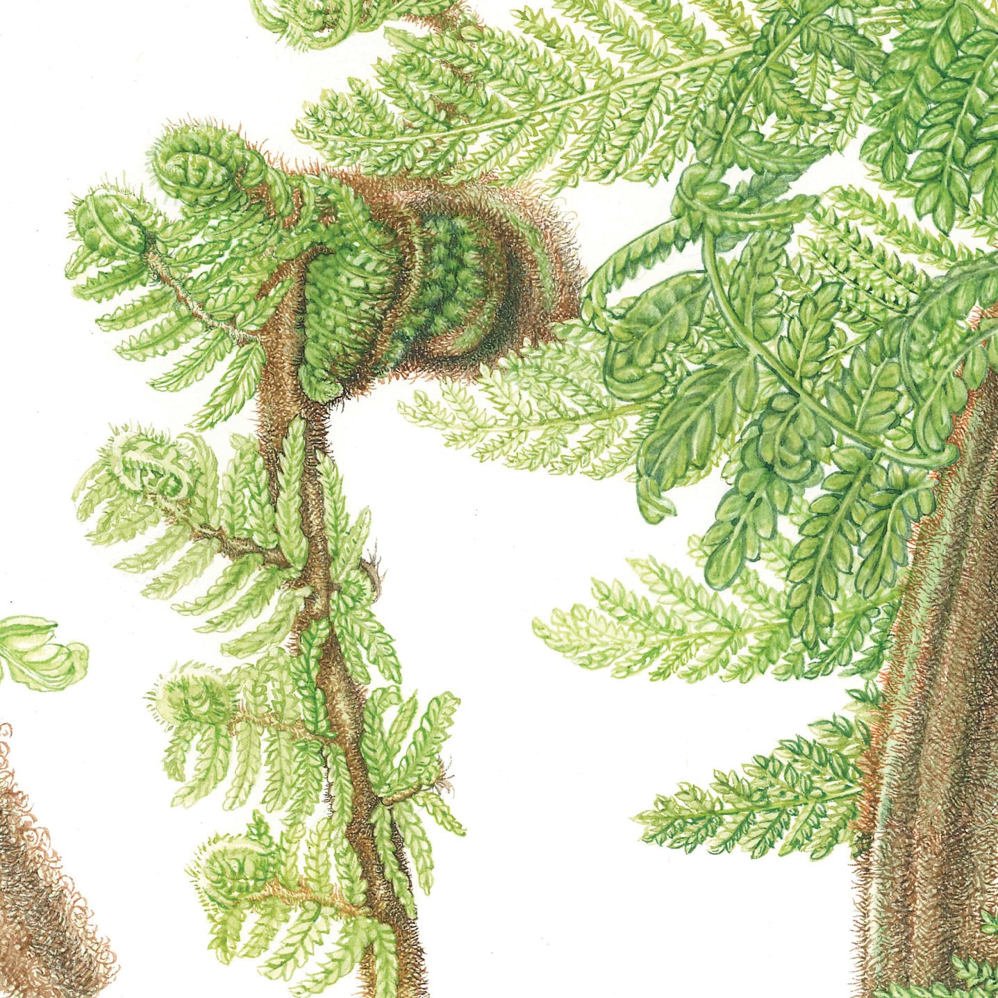 Dicksonia antarctica – Soft Tree Fern