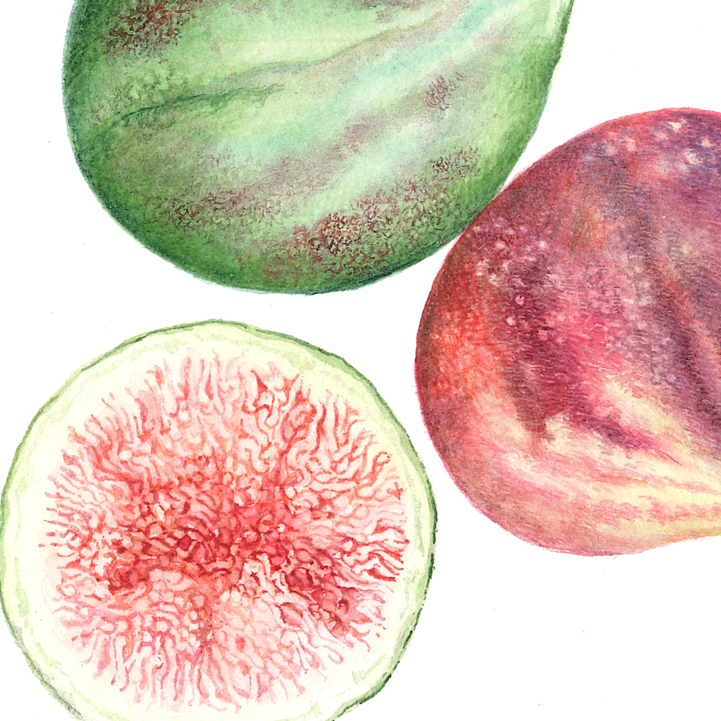 Ficus carica - Figs