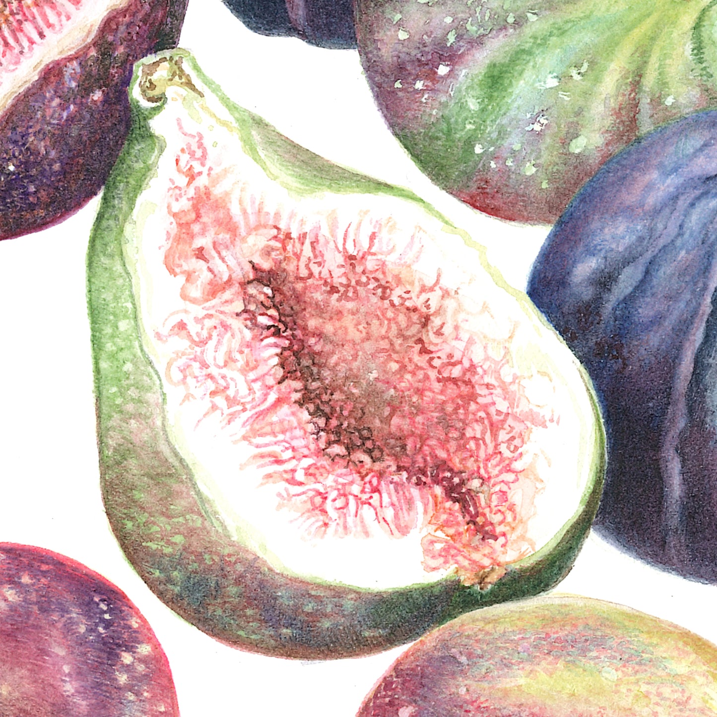 Ficus carica - Figs