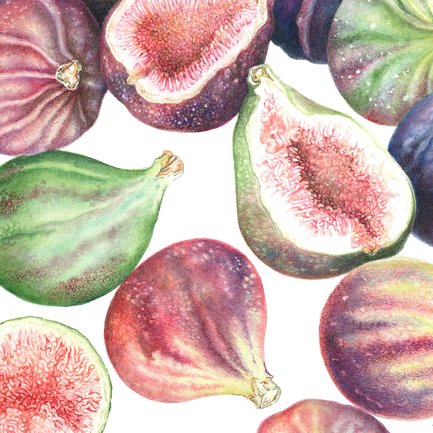 Ficus carica - Figs