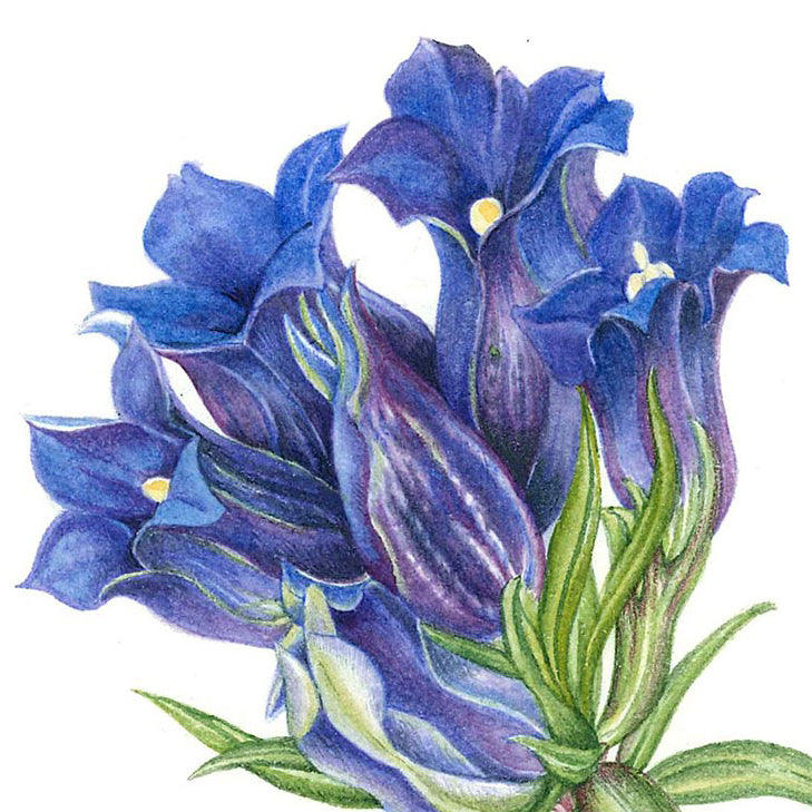 Gentiana scabra ‘Shin Krishna’ Cashmere Blue