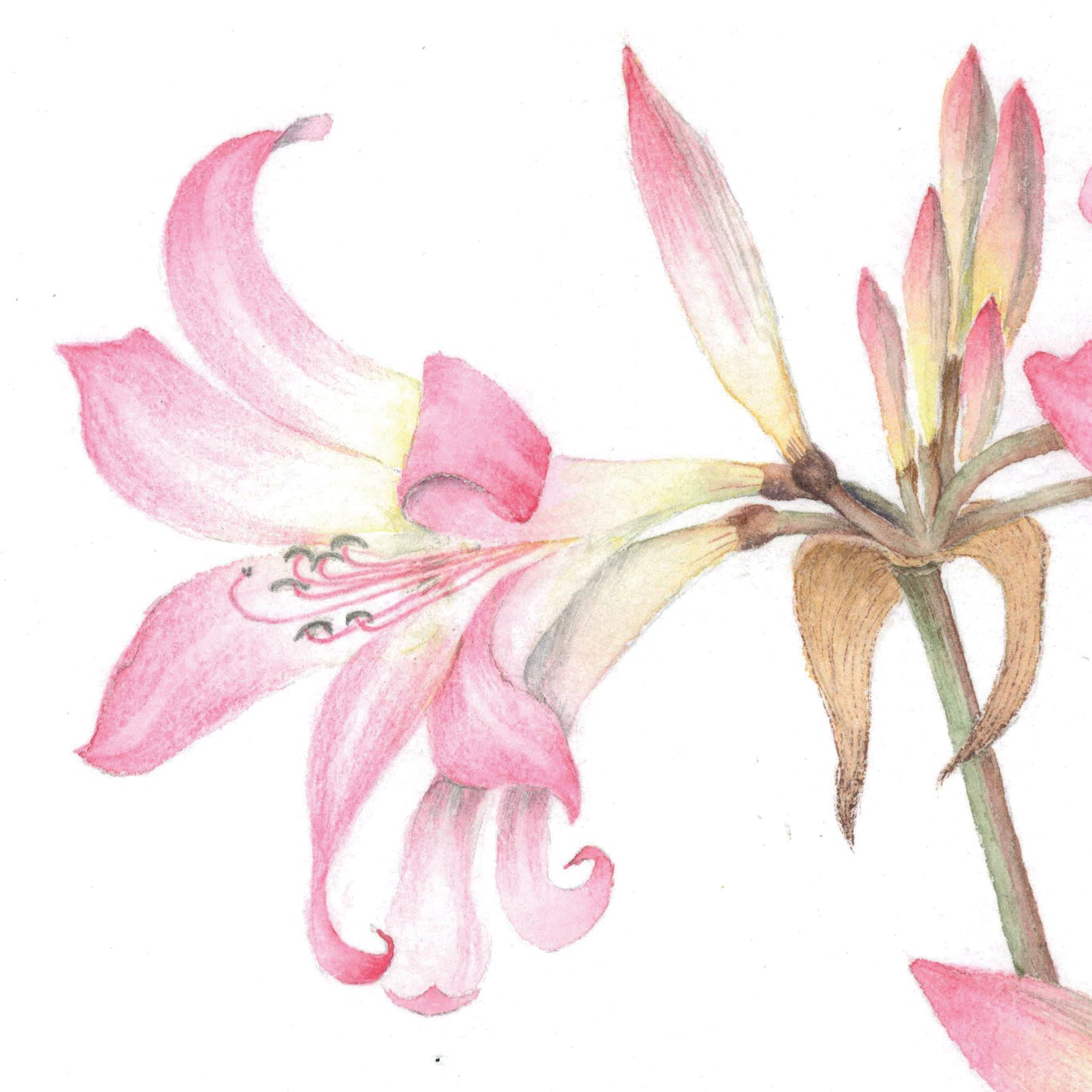 Naked Lady (Amaryllis belladonna)