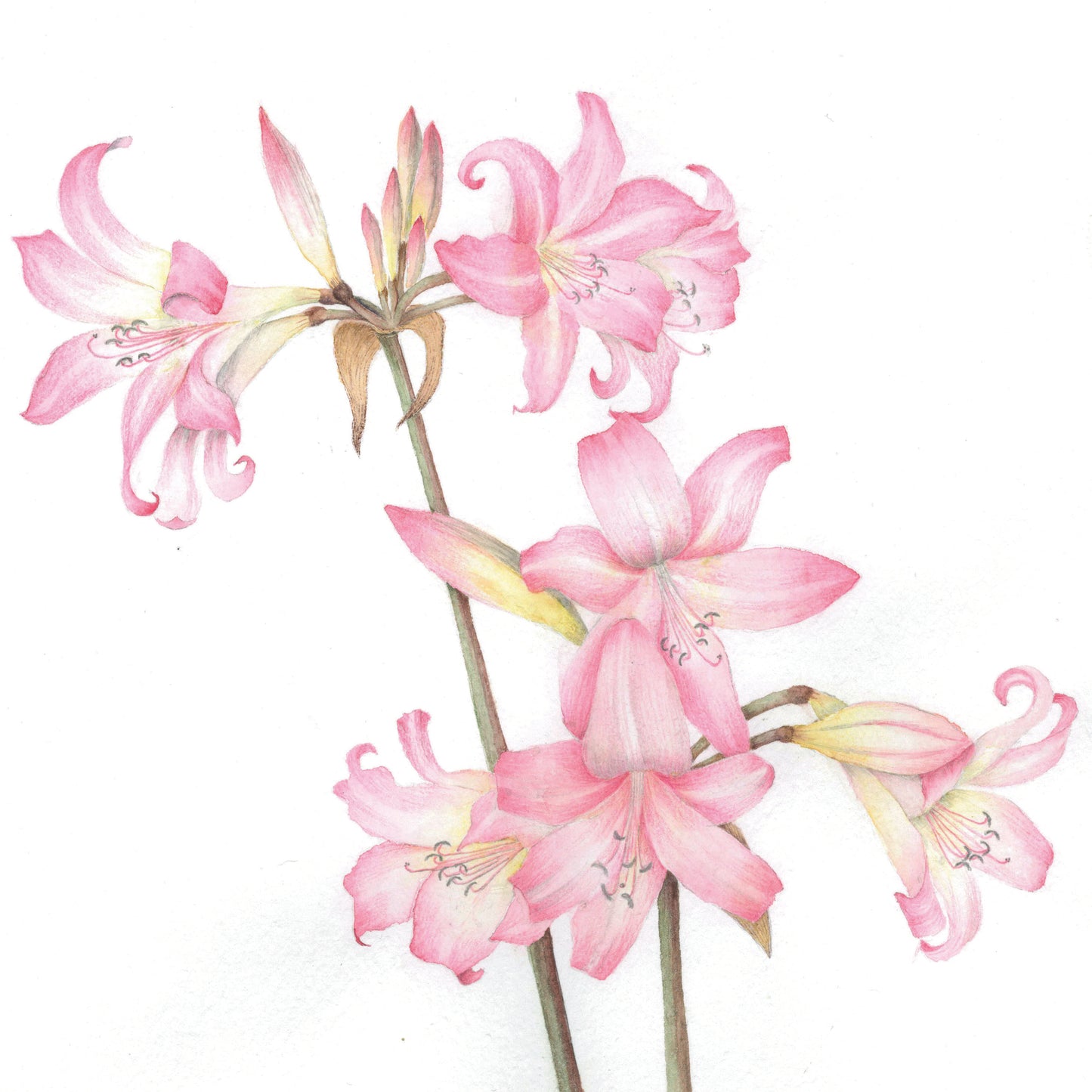 Naked Lady (Amaryllis belladonna)