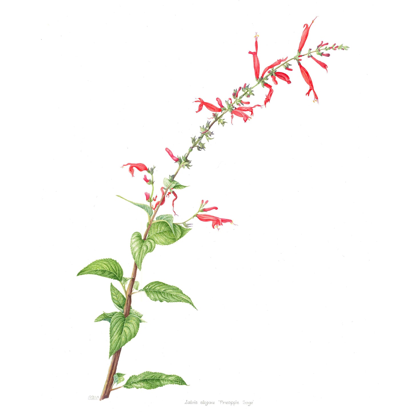 Pineapple Sage (Salvia elegans)