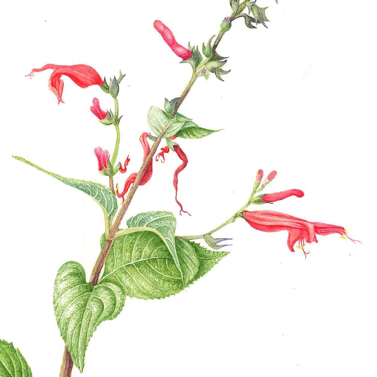 Pineapple Sage (Salvia elegans)