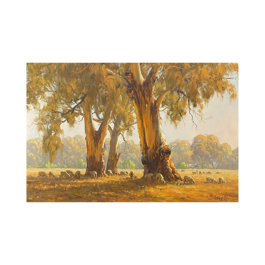 Summer Shade