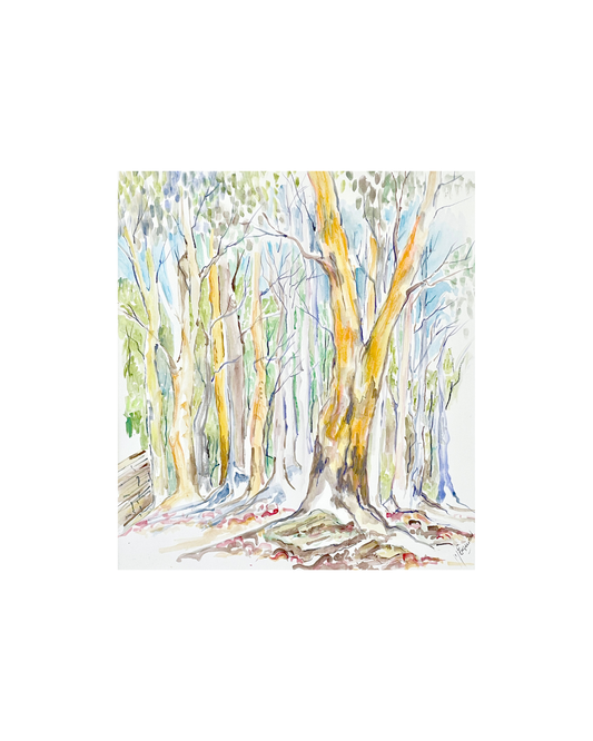 Golden Gums at Clandulla