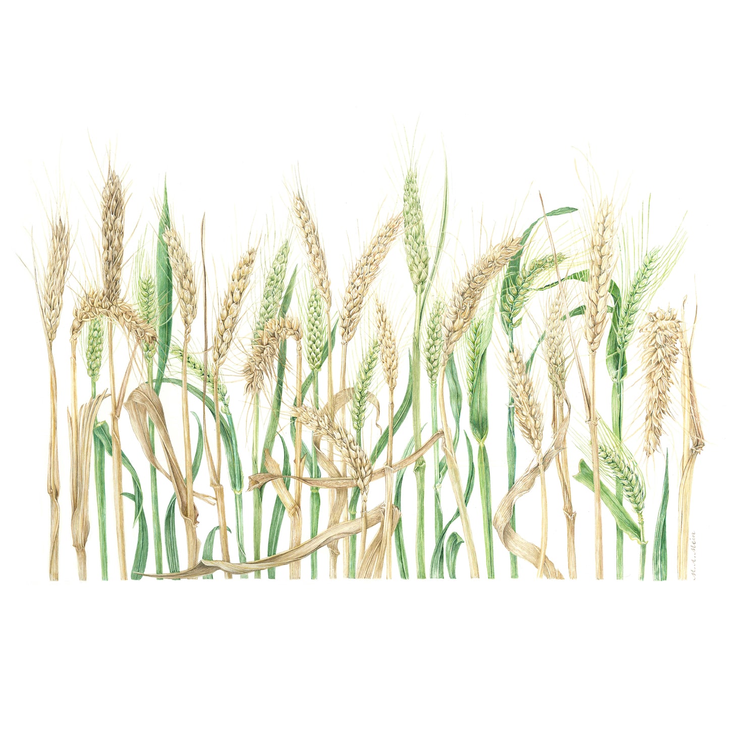 Wheat – Triticum aestivum