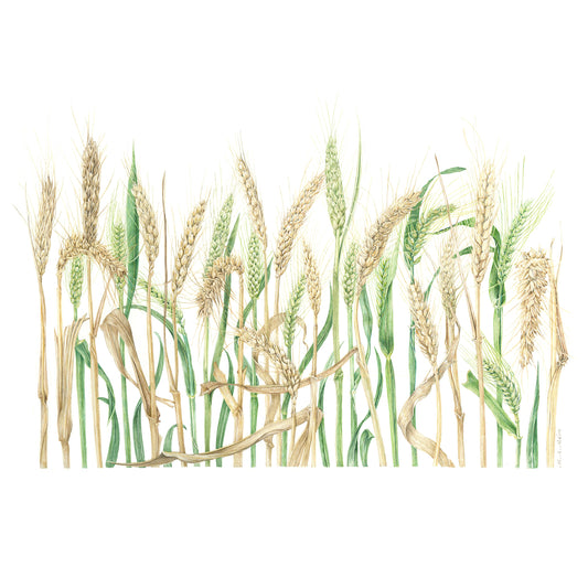 Wheat – Triticum aestivum