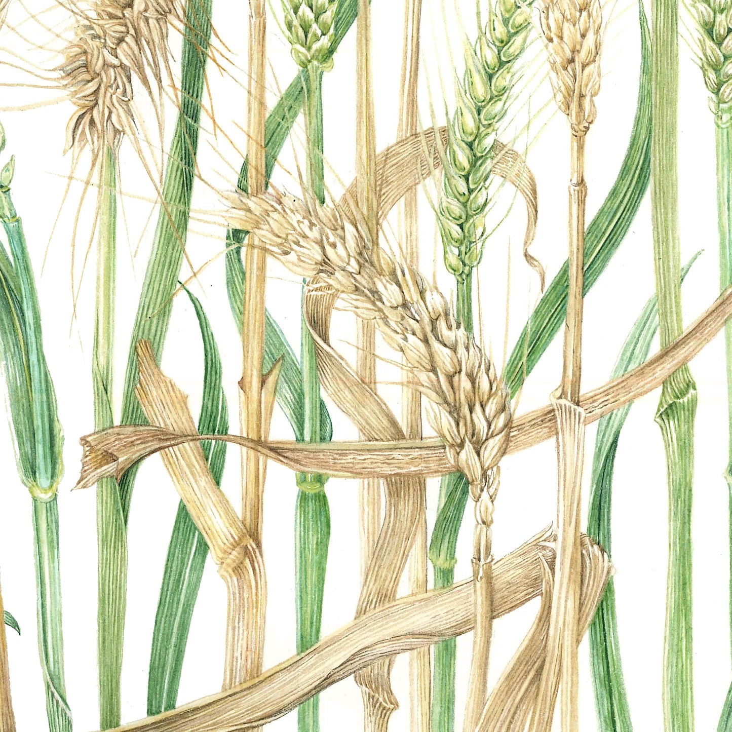 Wheat – Triticum aestivum