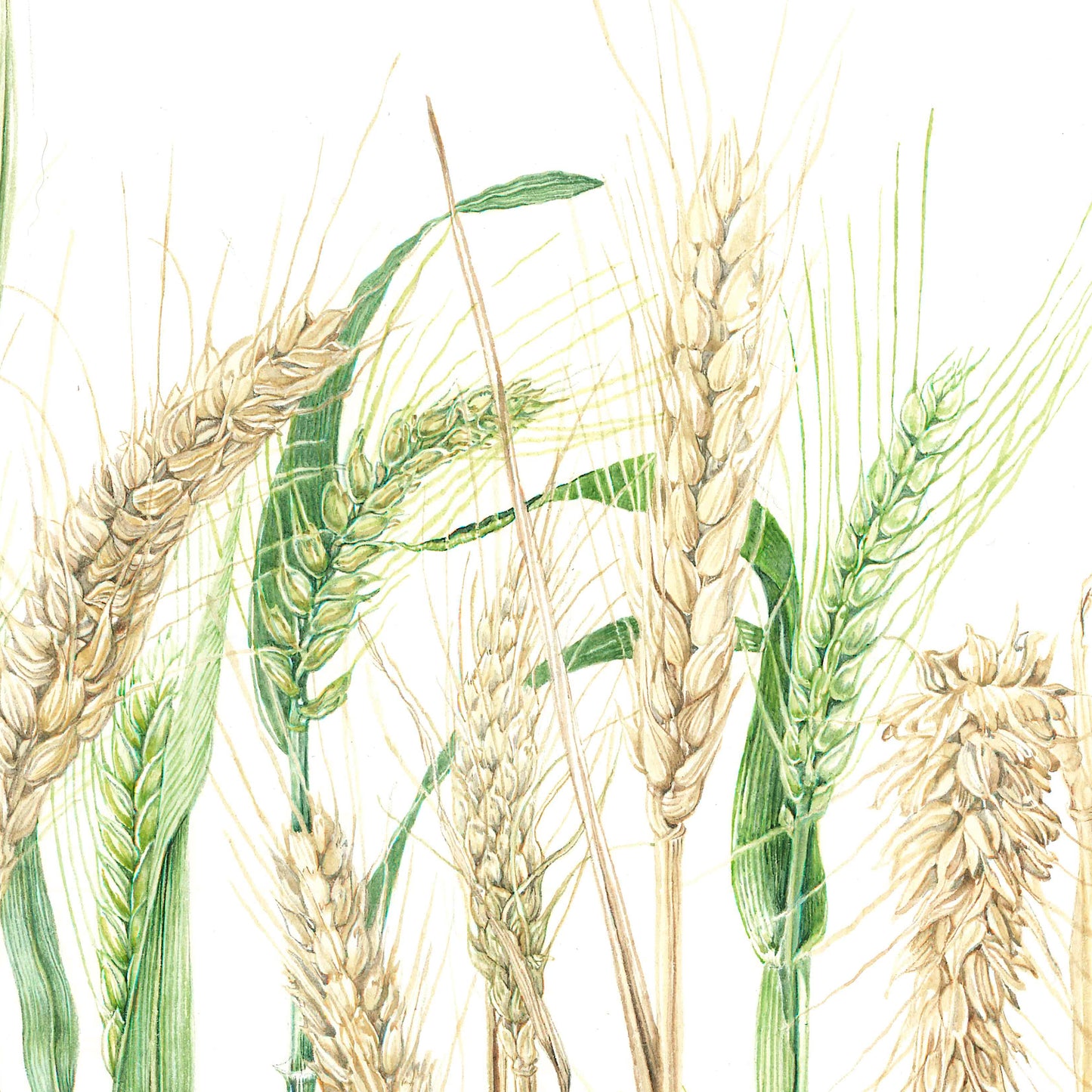 Wheat – Triticum aestivum