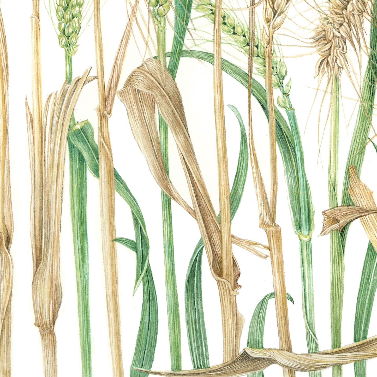 Wheat – Triticum aestivum