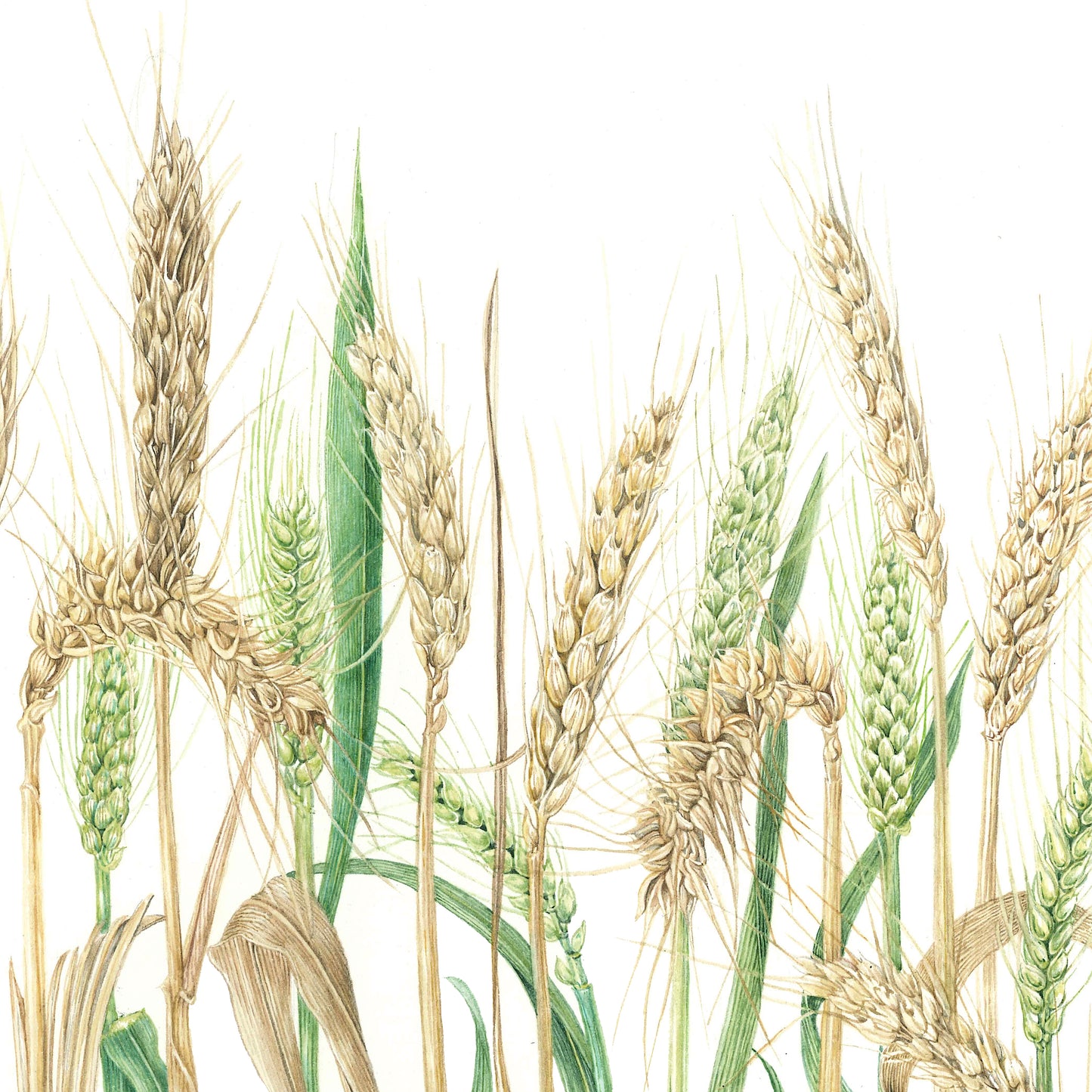 Wheat – Triticum aestivum