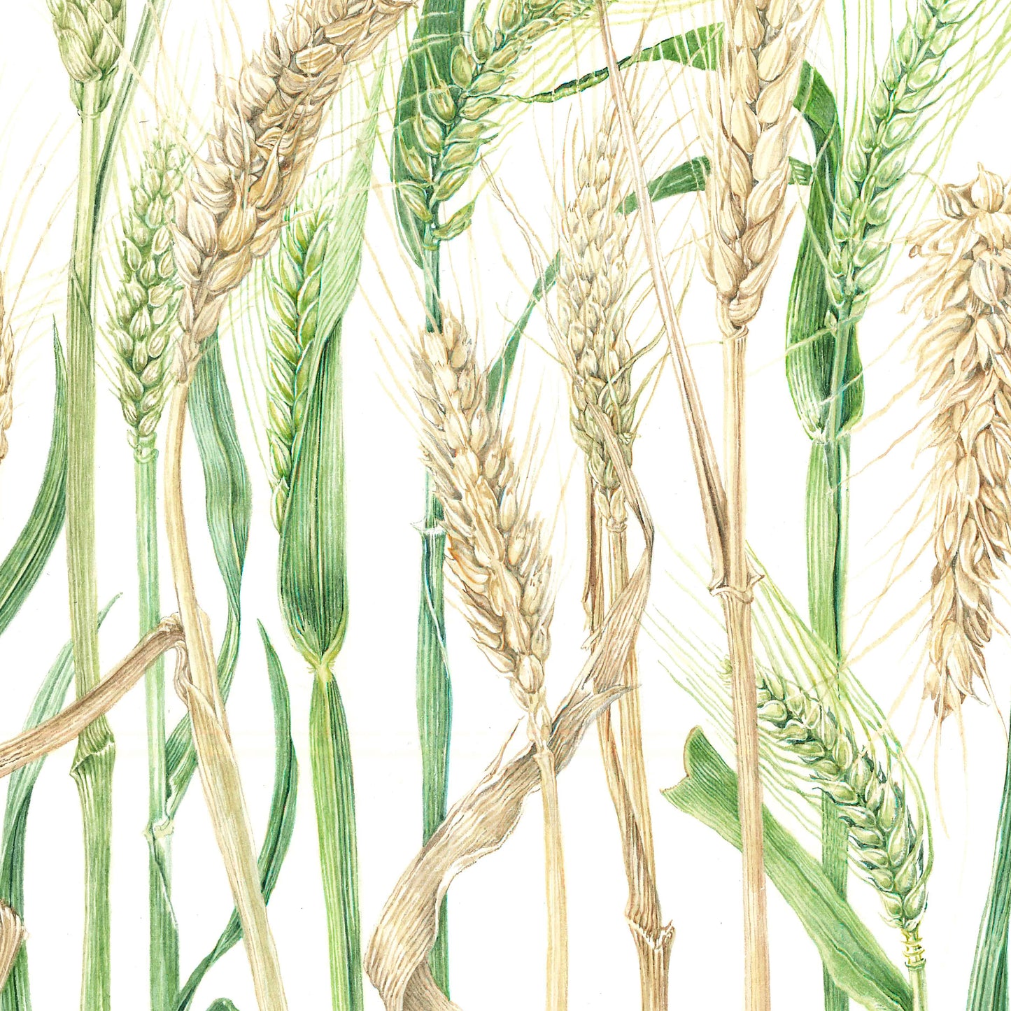 Wheat – Triticum aestivum