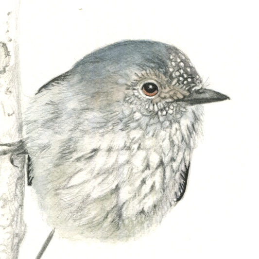 Thornbills