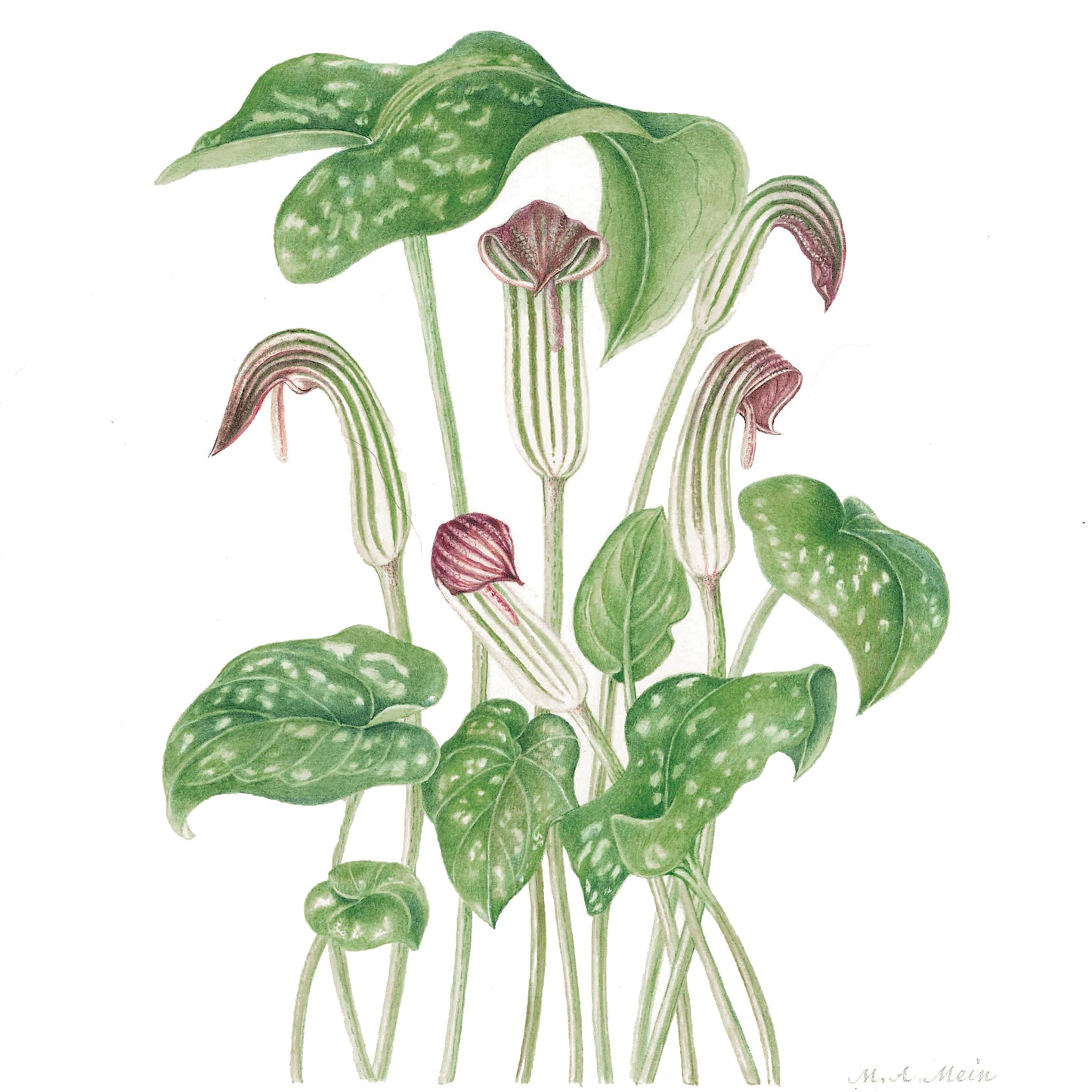 Arisarum vulgare – Friar’s Cowl or Monk’s Hood