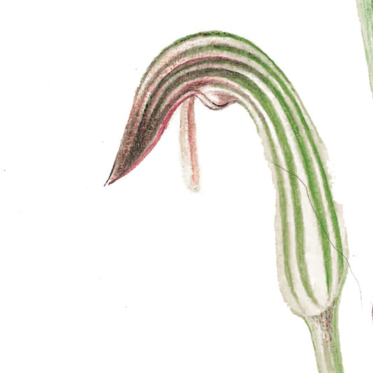 Arisarum vulgare – Friar’s Cowl or Monk’s Hood