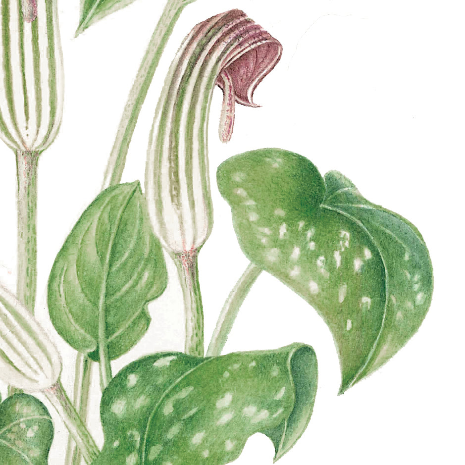 Arisarum vulgare – Friar’s Cowl or Monk’s Hood