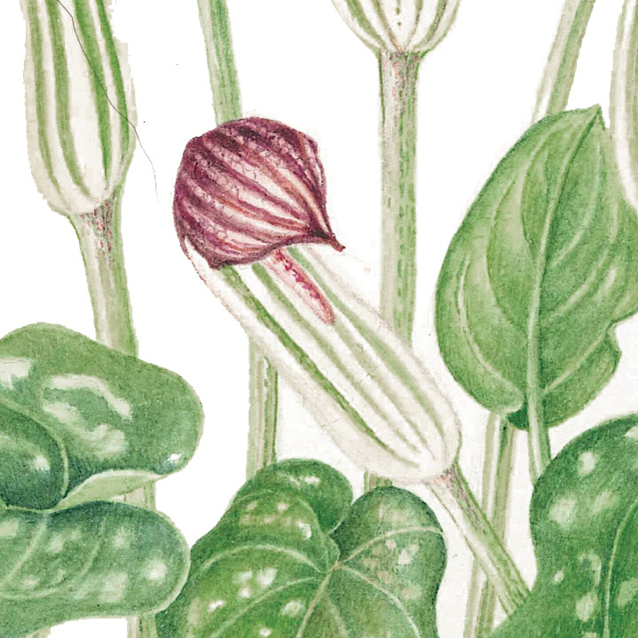 Arisarum vulgare – Friar’s Cowl or Monk’s Hood