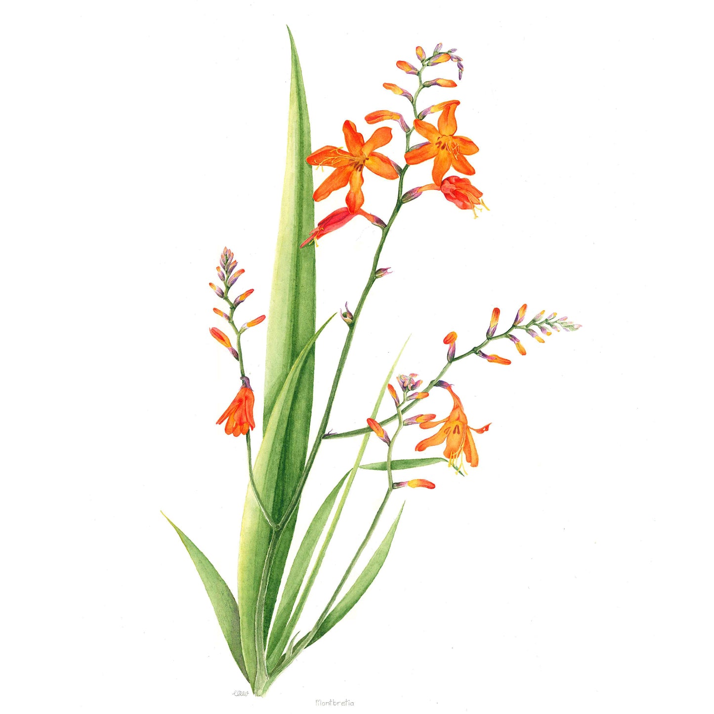 Pretty Weed (Montbretia Crocosmia x crocosmiflora)