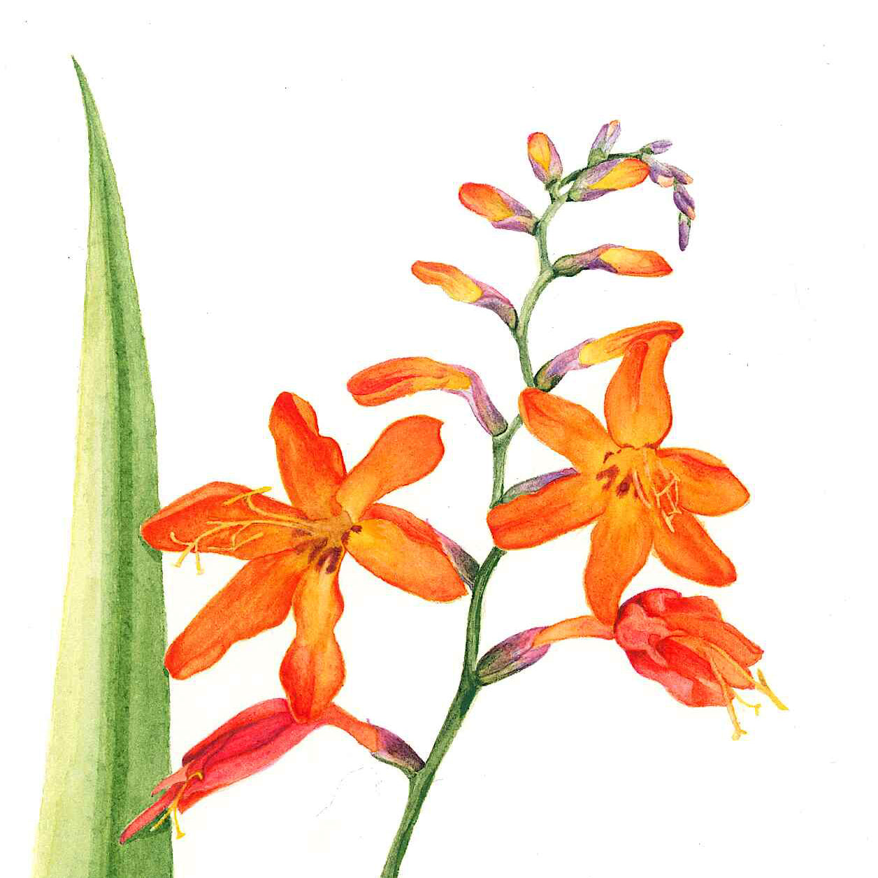 Pretty Weed (Montbretia Crocosmia x crocosmiflora)