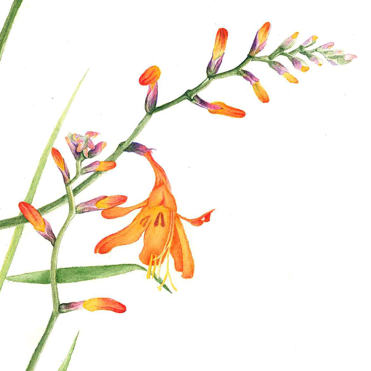 Pretty Weed (Montbretia Crocosmia x crocosmiflora)