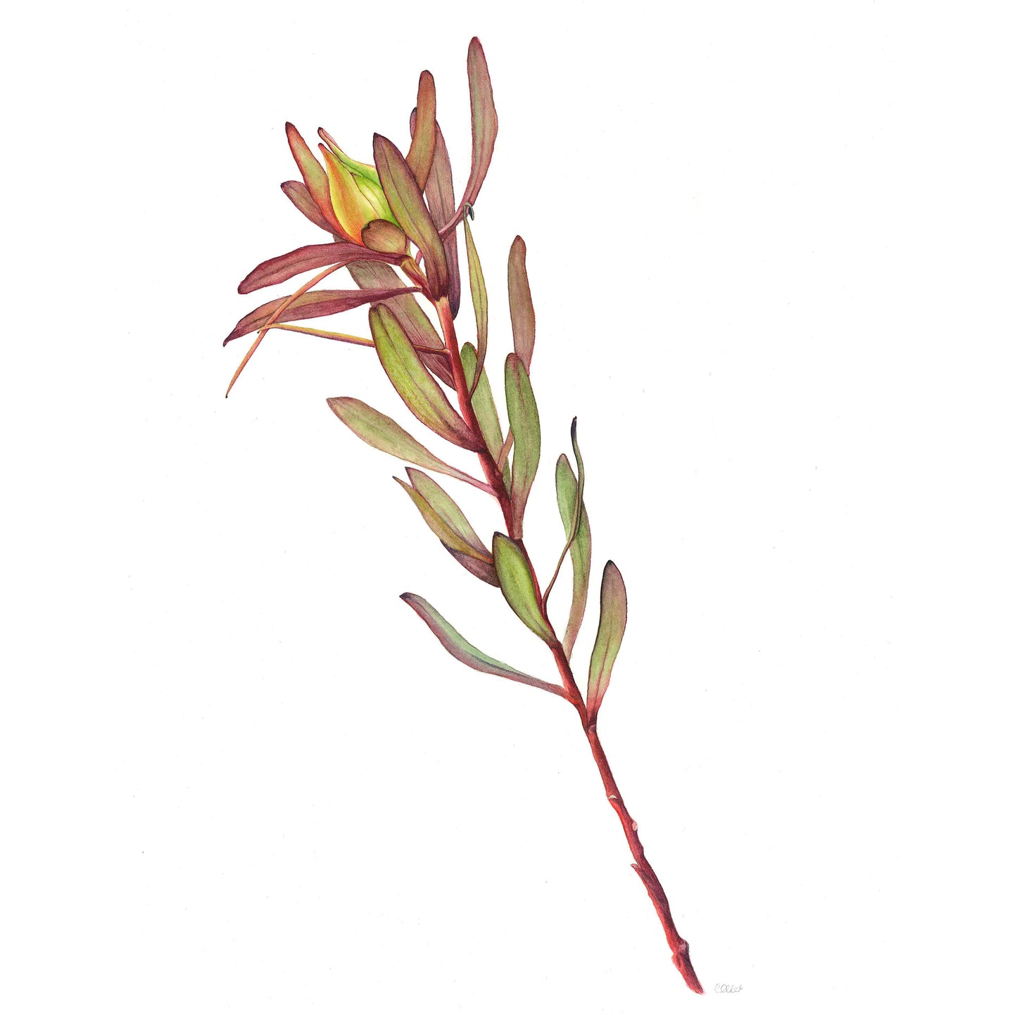 Leucadendron “Safari Sunset”