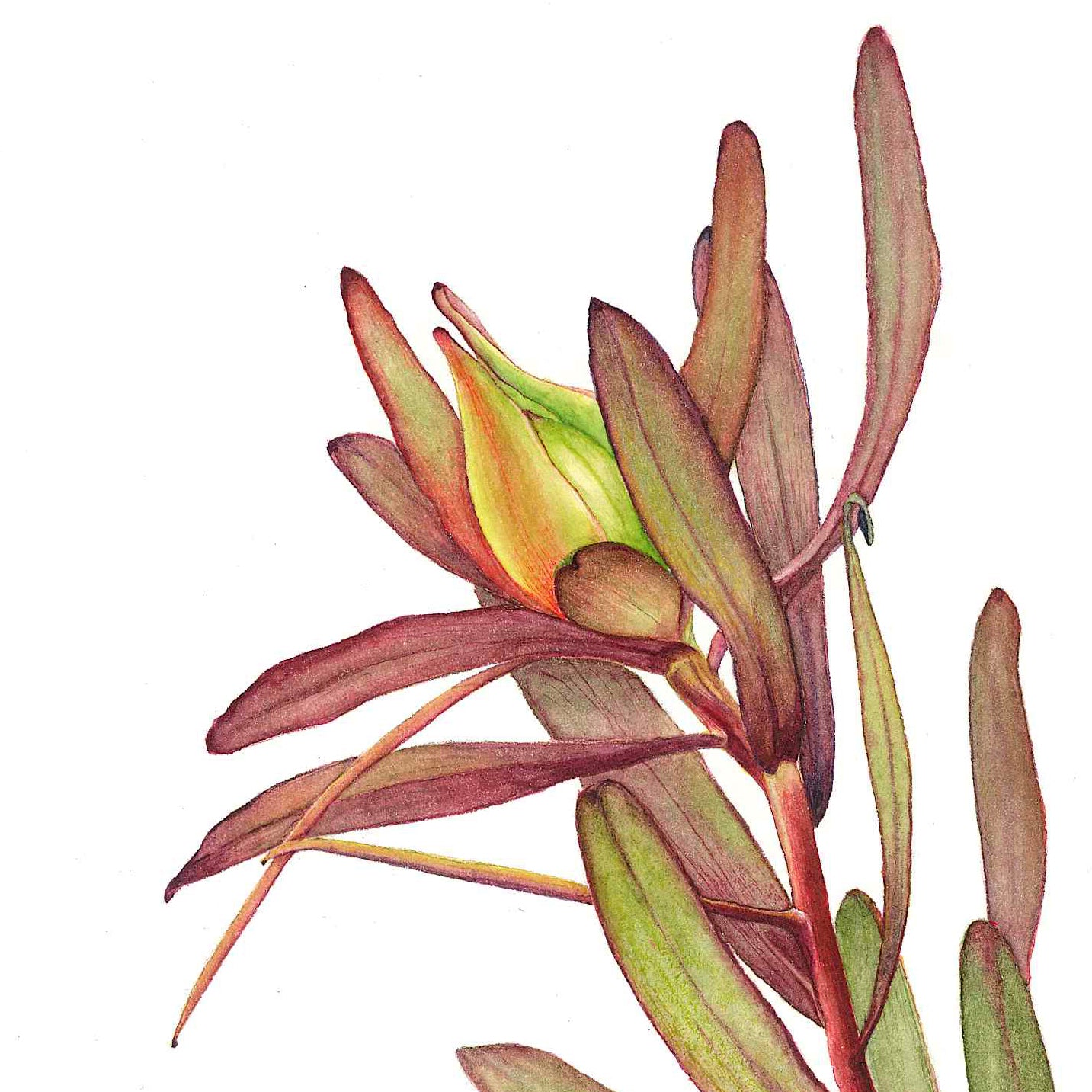 Leucadendron “Safari Sunset”