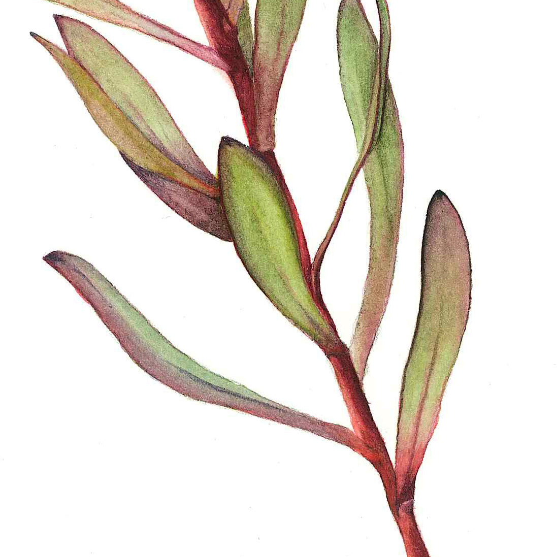 Leucadendron “Safari Sunset”