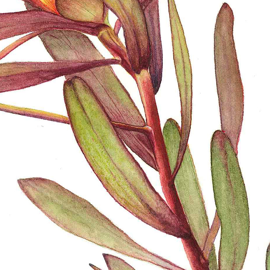 Leucadendron “Safari Sunset”